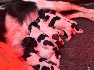 English Springer Spaniel dogs Kc working springers Excellent pedigree - Advert 13