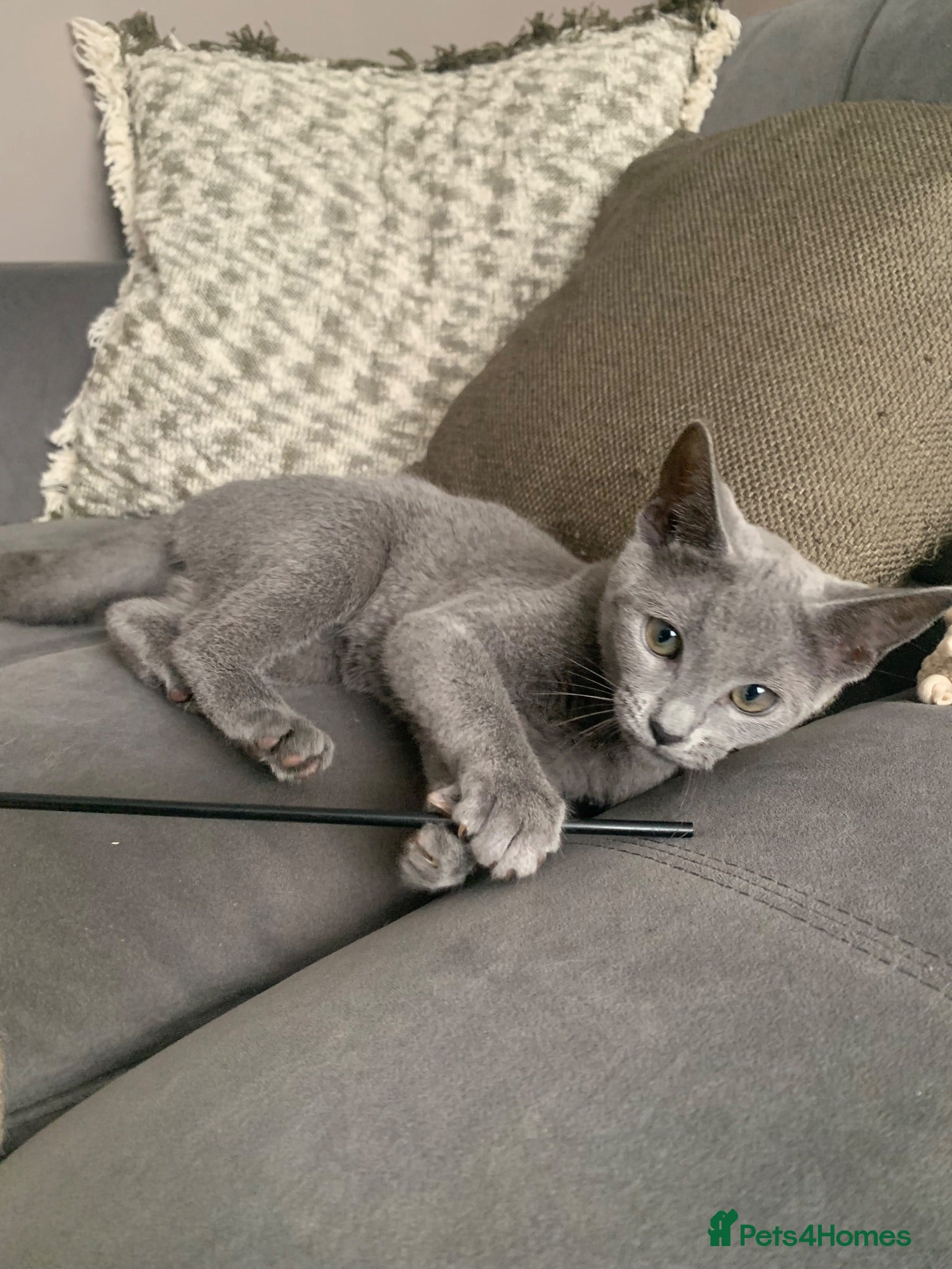 Russian Blue cats Championship and GCCF Russian blue kittens  - Advert 1