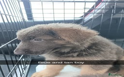 German Shepherd dogs for sale: German Shepherd puppies - Image 24