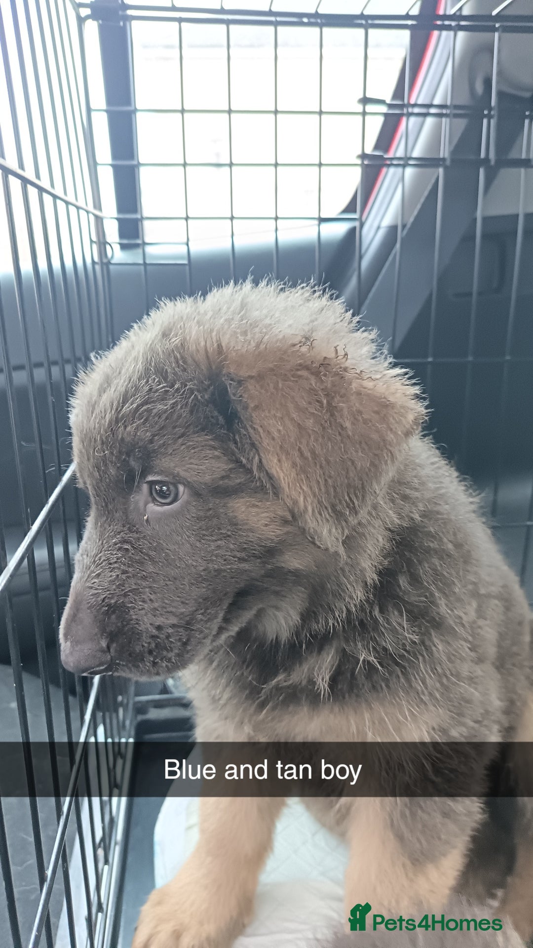 German Shepherd dogs for sale: German Shepherd puppies - Image 24