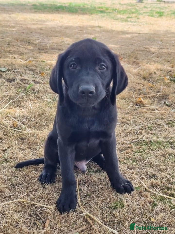Labrador Retriever dogs Kc registered Labradors from 5⭐️ licensed breeder - Advert 2