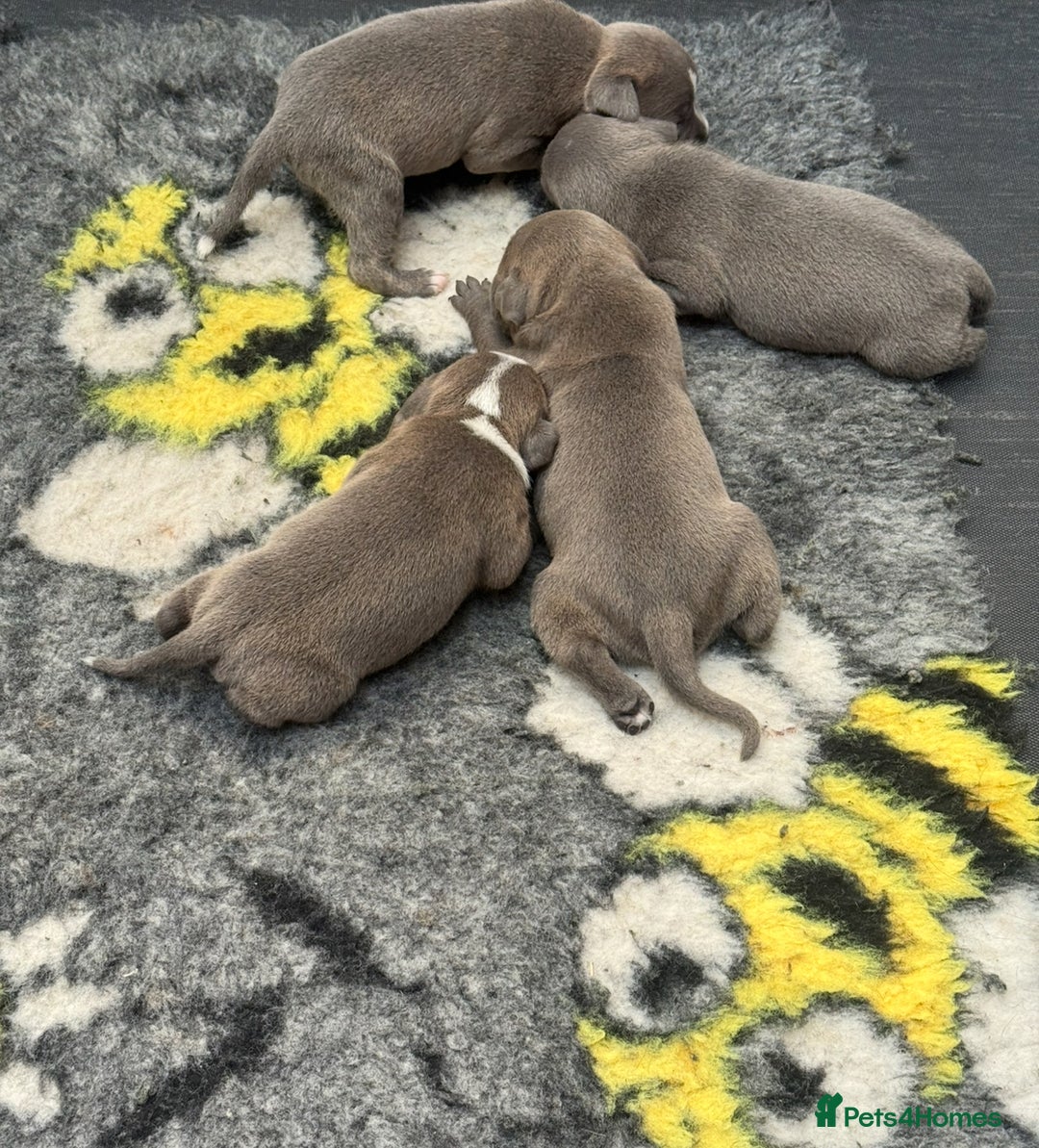 Staffordshire Bull Terrier dogs for sale: Adorable KC Reg/Health Tested SBT Puppies - Image 31
