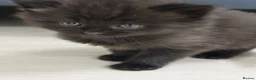 Domestic Shorthair cats for sale: Tuxedo Cat and Kitten – Together Only - Advert 5