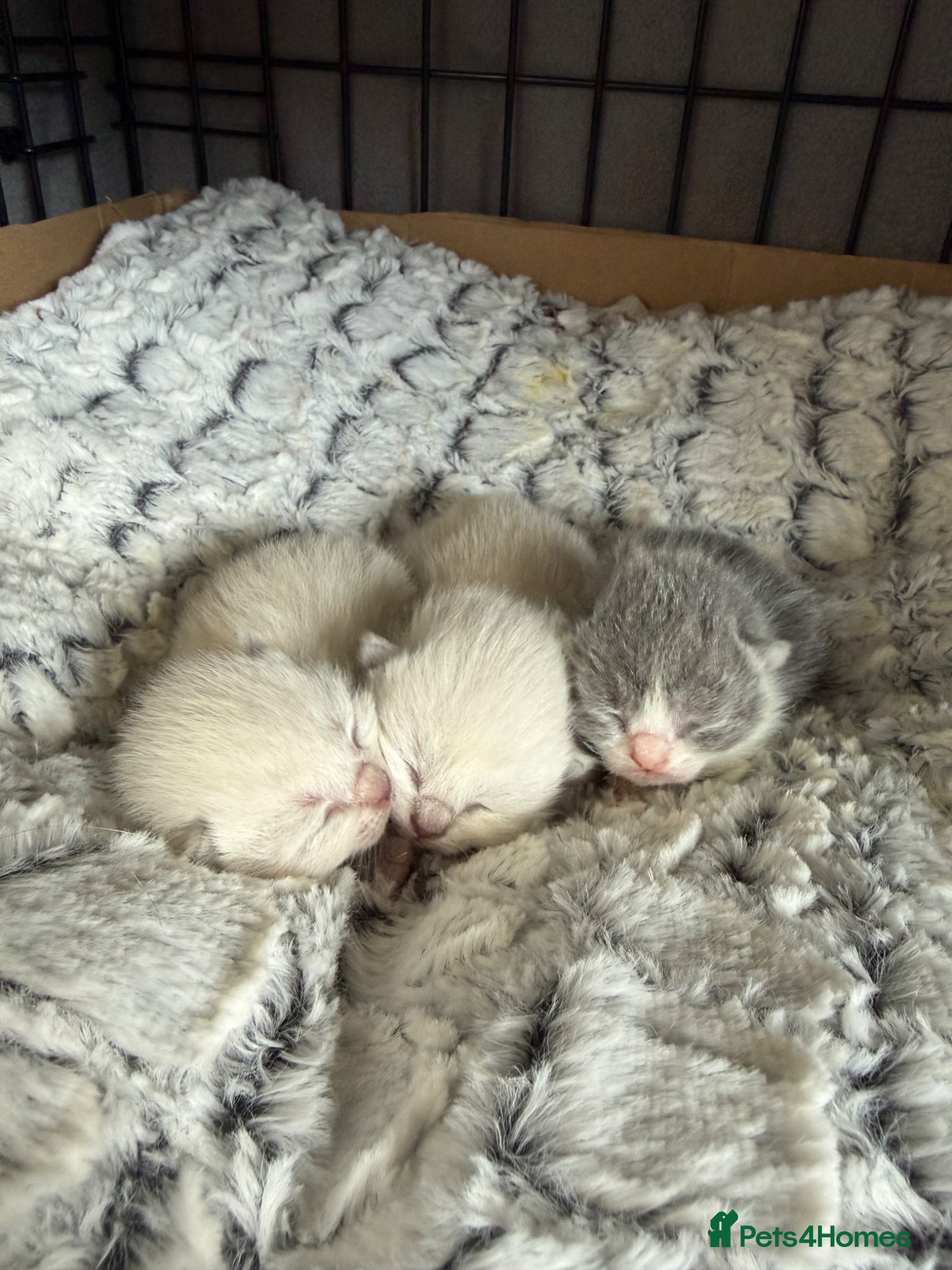 Mixed Breed cats British Shorthair X Ragdoll Kittens  - Advert 1