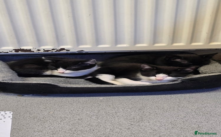 Mixed Breed cats - Advert 5