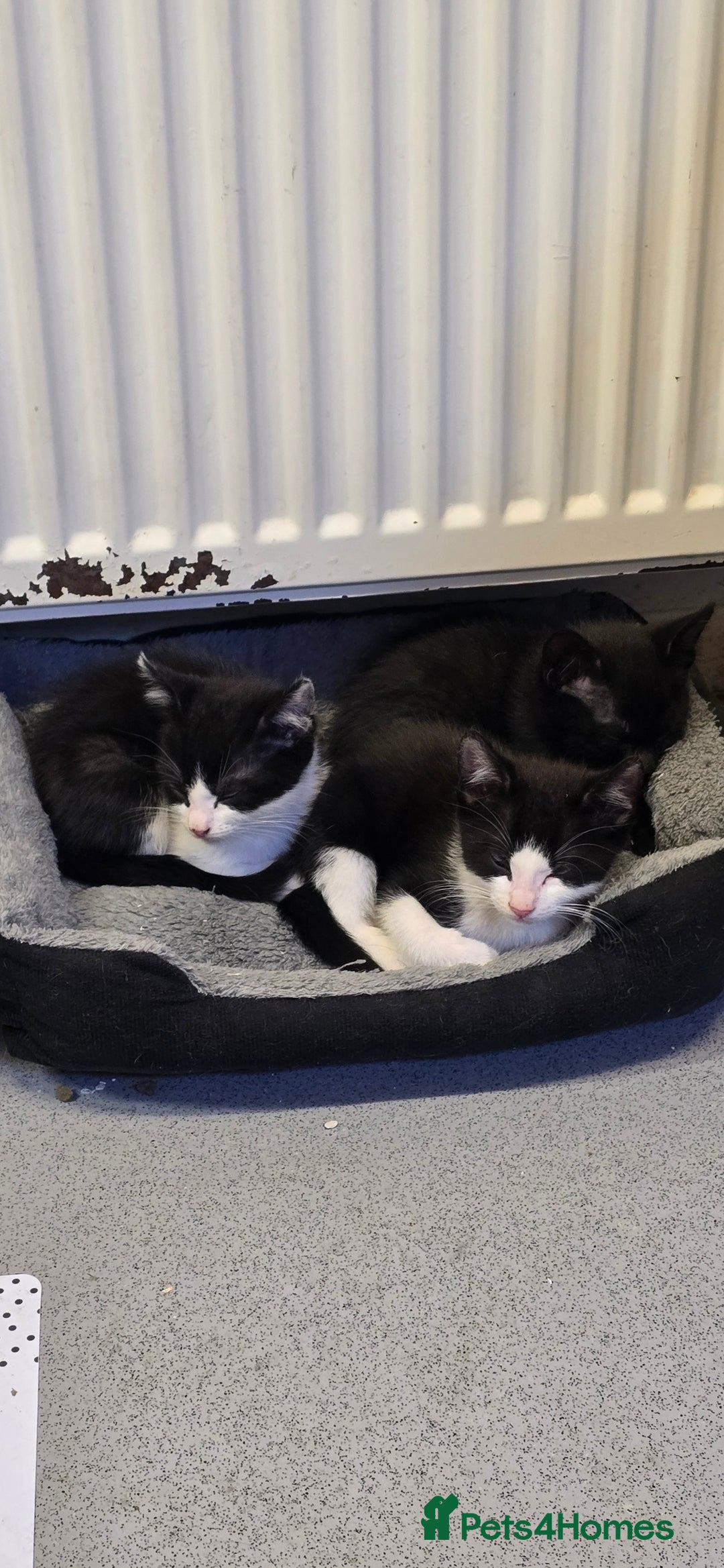 Mixed Breed cats for sale: Kittens for sale - Image 7