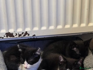 Mixed Breed cats - Advert 14