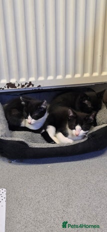 Mixed Breed cats - Advert 3