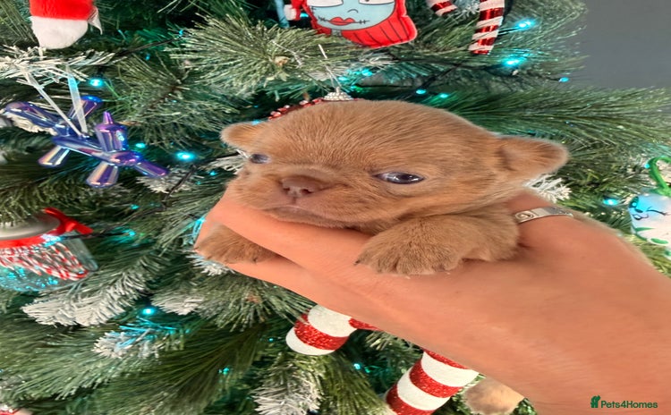 Chihuahua dogs 🩷Chihuahua puppies Thai genes🩷  - Advert 6