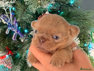 Chihuahua dogs 🩷Chihuahua puppies Thai genes🩷 - Advert 5