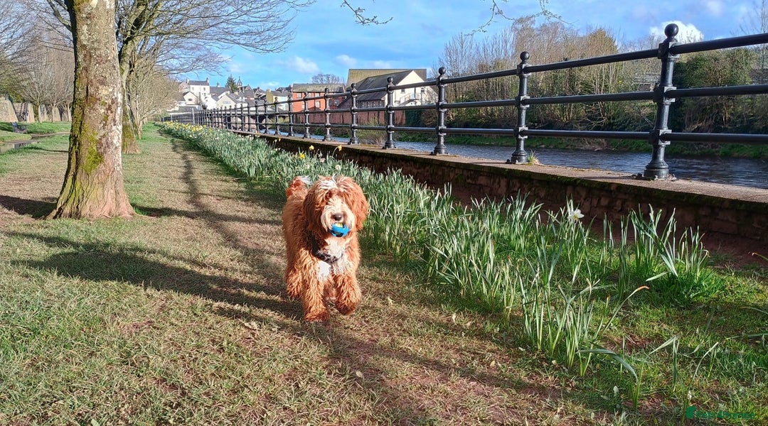 Mixed Breed dogs for sale: Australian doubledoodle puppies - Image 11