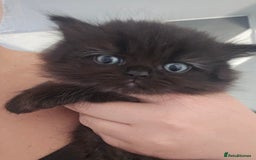 Persian cats for sale: Persian kittens for sale - Image 17