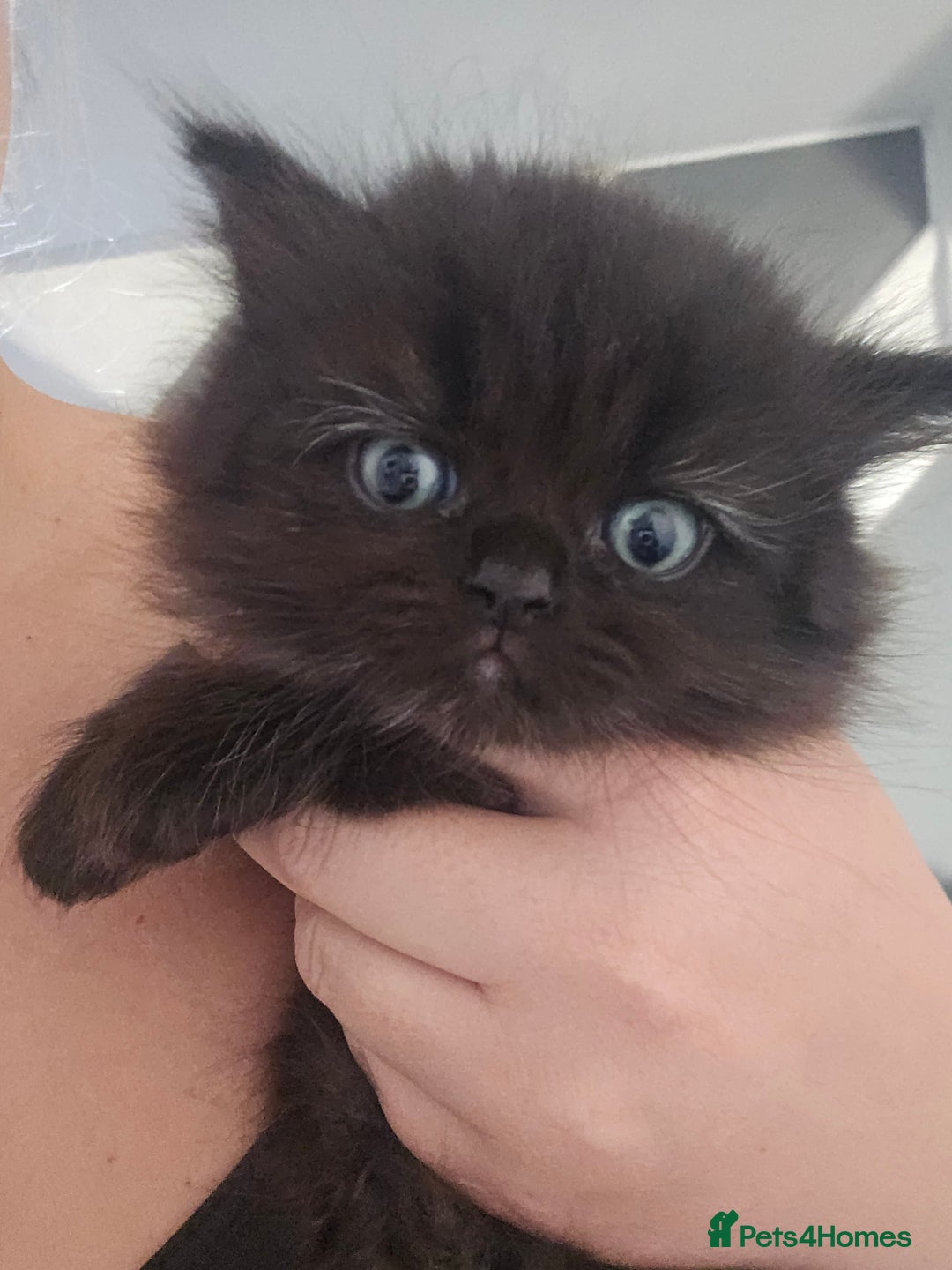 Persian cats for sale: Persian kittens for sale - Image 17