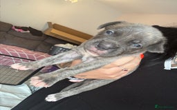 Mixed Breed dogs for sale: Rare breeding American x Bulldog x Cane Corso Pups - Image 16