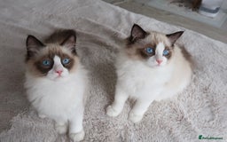 Ragdoll cats for sale: 💗 Tica Reg Ragdoll Kittens  - Image 2
