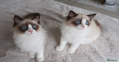 Ragdoll cats - Advert 6