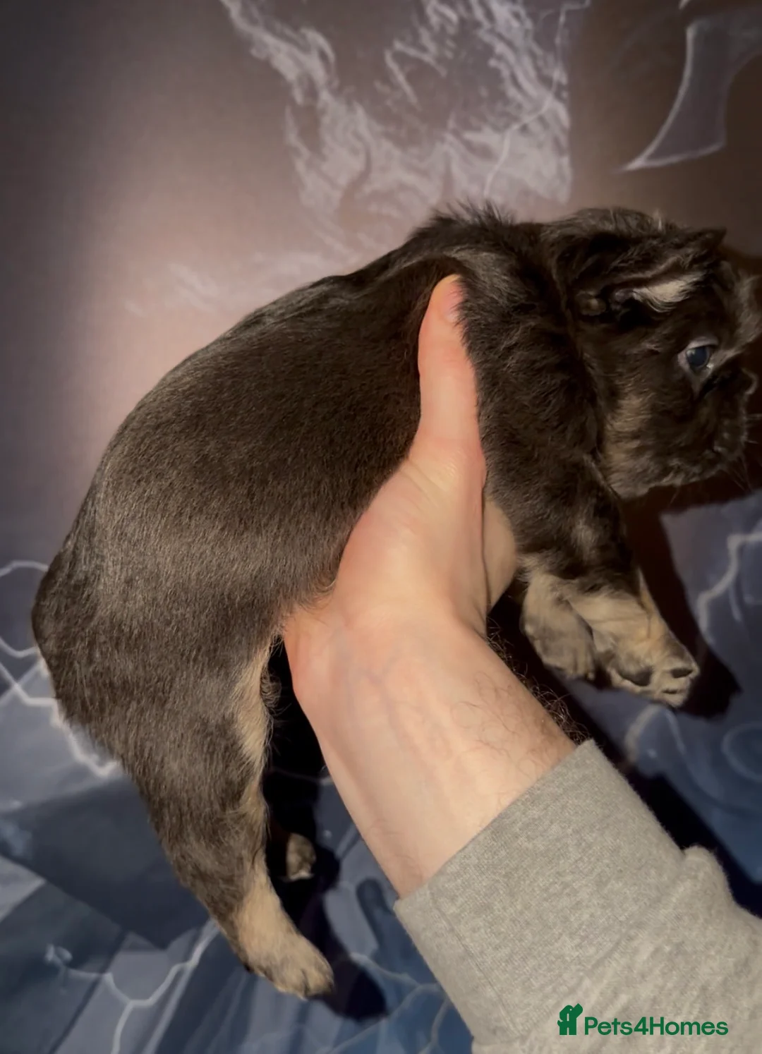 French Bulldog dogs for sale: Top quality fluffy Frenchbulldogs - Advert 20