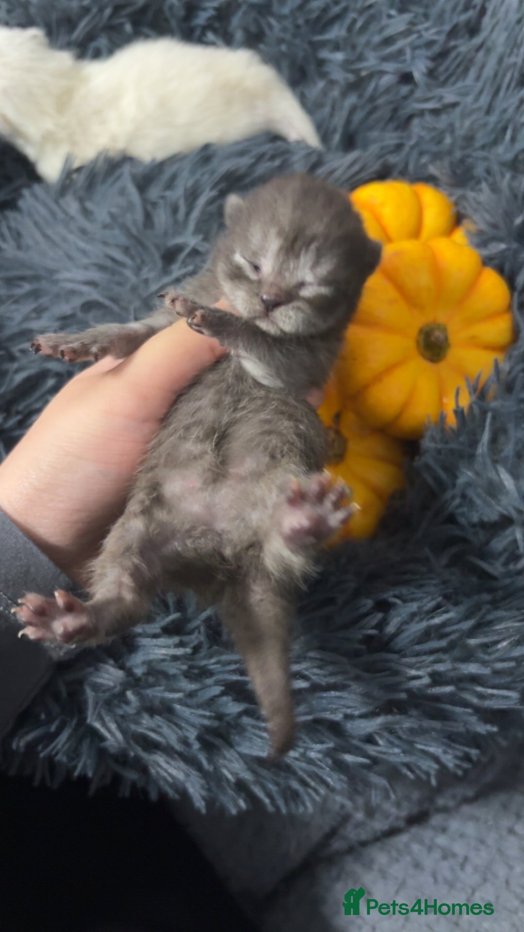 British Shorthair cats for sale: Rare silver smoked British shorthair kitten - Image 4
