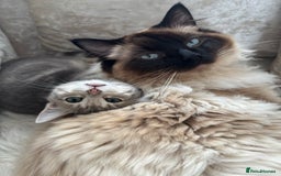 Ragdoll cats for stud: Beautiful blu  - Image 5