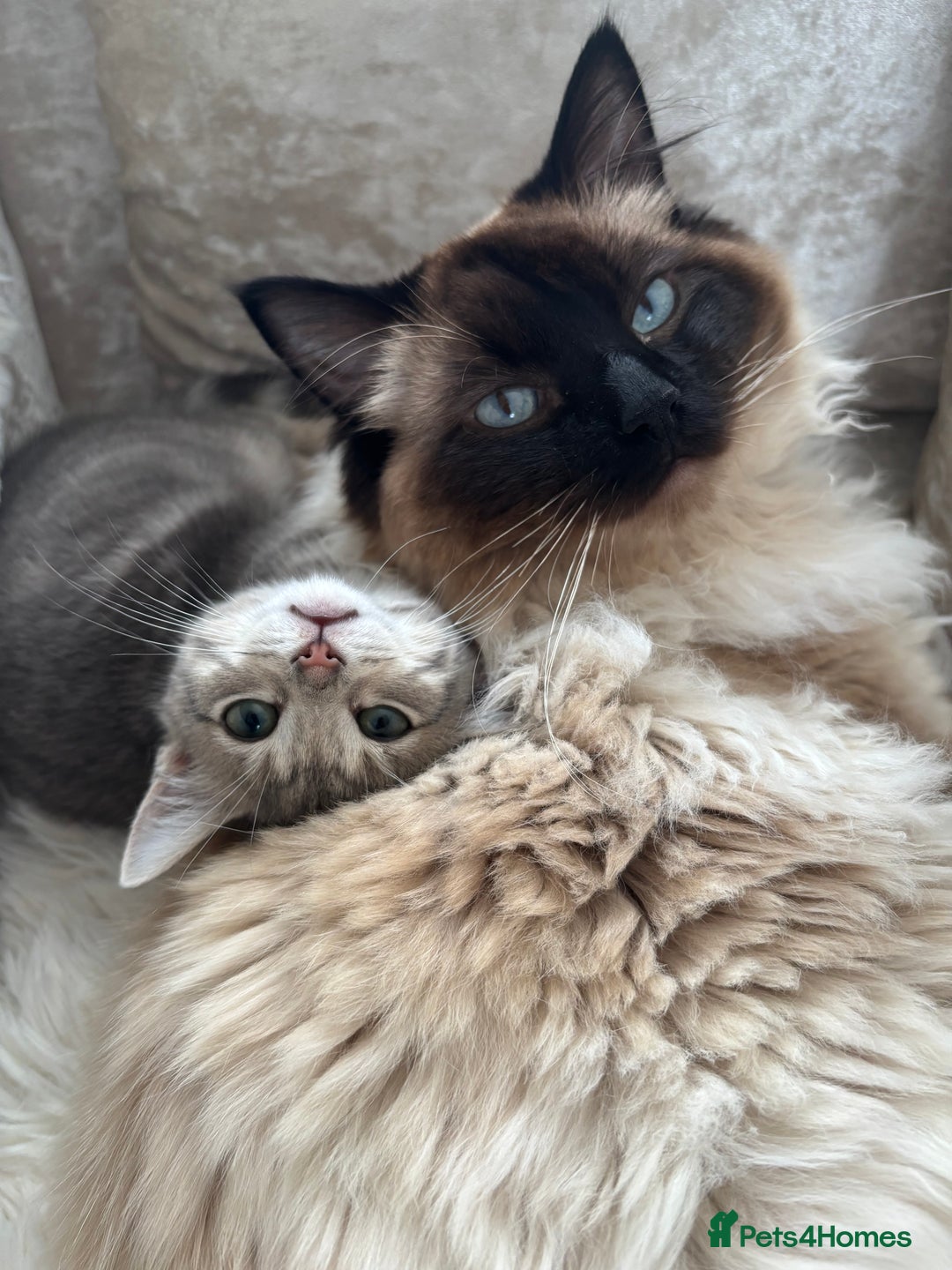 Ragdoll cats for stud: Beautiful blu  - Image 5