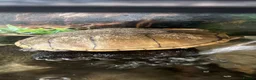 Turtle reptiles for sale: Two musk turtles  - Advert 2