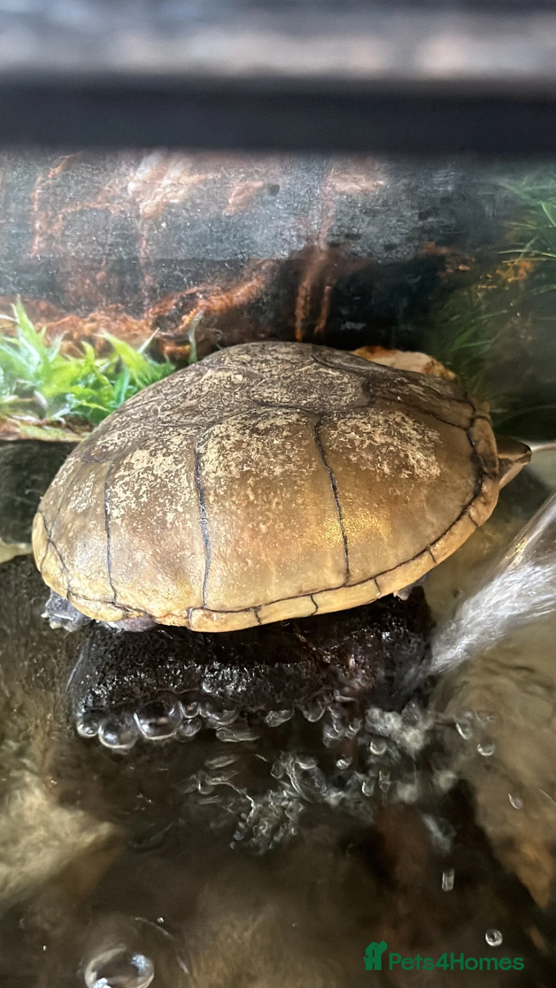 Turtle reptiles for sale: Two musk turtles  - Advert 2