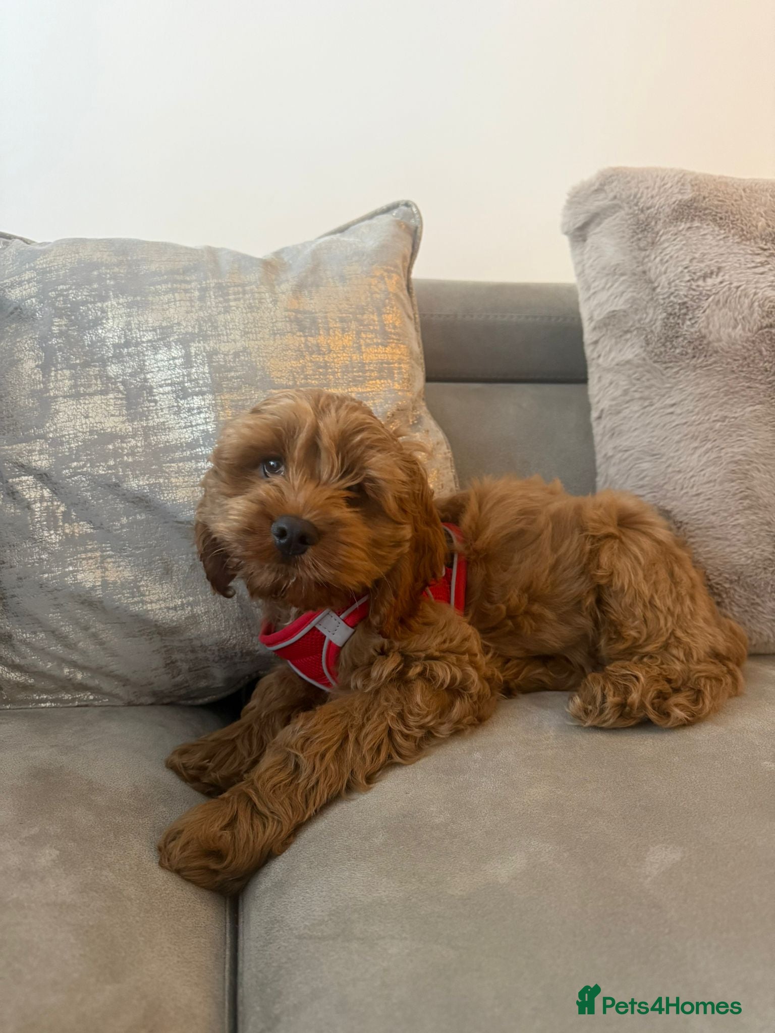 Cockapoo dogs 3 month old cockapoo - Advert 1