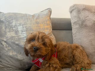 Cockapoo dogs 3 month old cockapoo - Advert 2