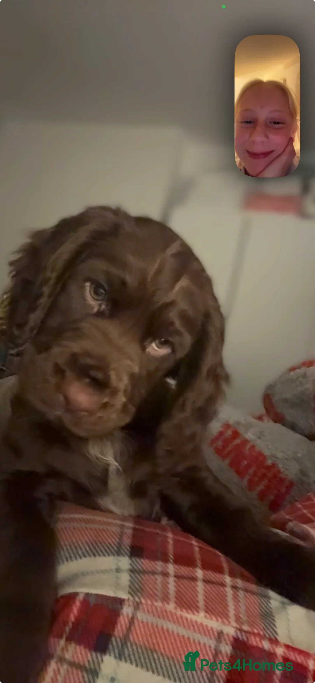 Cocker Spaniel dogs for sale: working cocker spaniel ‘Duke’ - Advert 4