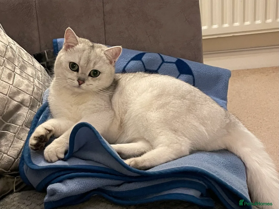 British Shorthair cats for sale: 13 mth old Beautiful Black Silver Tipped girl  - Advert 8