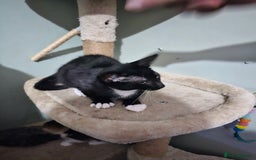 Mixed Breed cats for sale: Black and white Tuxedo cats - Image 4