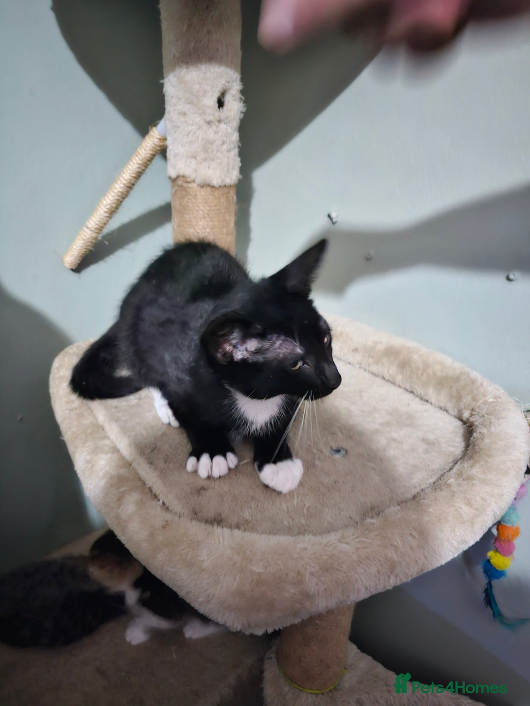 Mixed Breed cats for sale: Black and white Tuxedo cats - Image 4