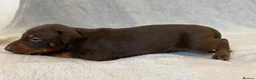 Dobermann dogs for sale: European American mix - Advert 14