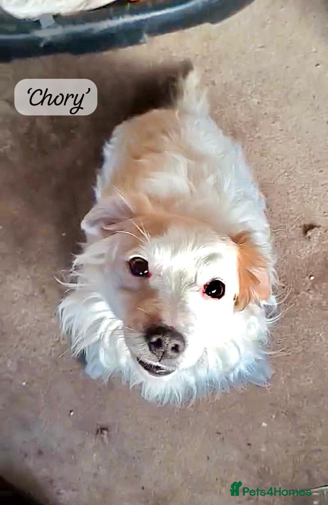 Mixed Breed dogs for adoption: Chory. Approx 6 years. **Urgent adoption**  - Advert 1