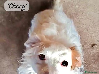 Mixed Breed dogs Chory. Approx 6 years. **Urgent adoption** - Advert 9