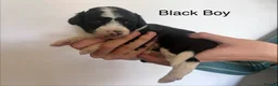 Mixed Breed dogs for sale: Lassie/Border Collie X Toy Poodle puppies - Advert 19