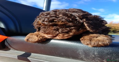 Labradoodle dogs - Advert 1