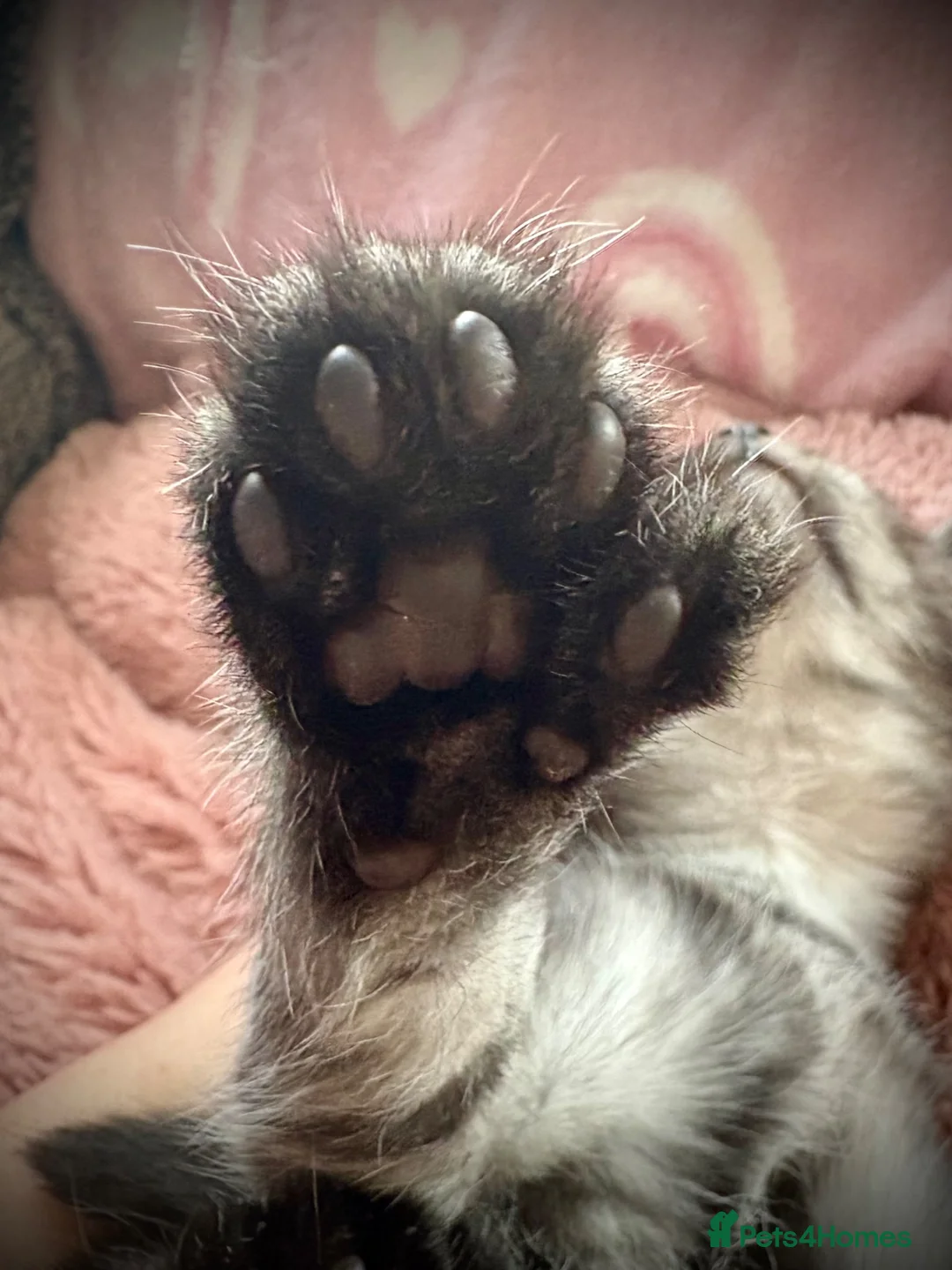 Maine Coon cats for sale: Ready to leave 🐾 Polydactyl kittens  - Advert 2