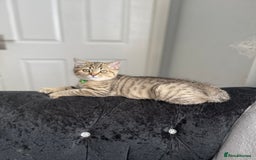 Scottish Fold cats for sale: Scotish Fold for Sale! Summer Holiday baby's! - Image 4