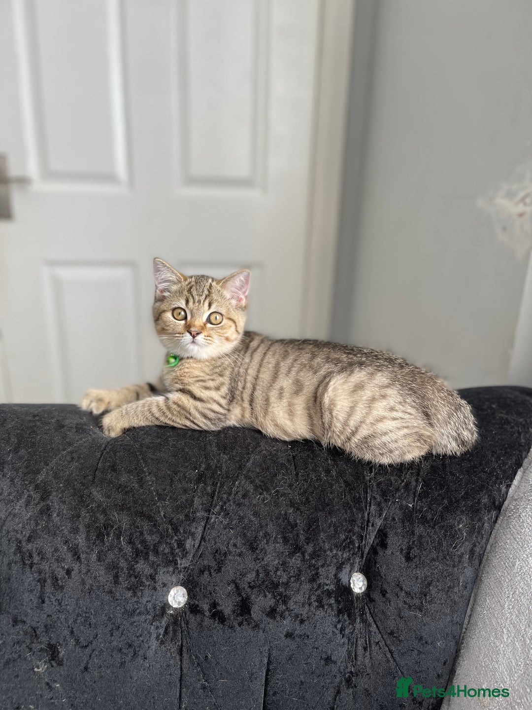 Scottish Fold cats for sale: Scotish Fold for Sale! Summer Holiday baby's! - Image 4