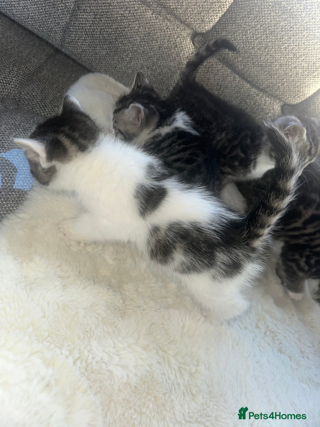 Bengal cats for sale: Bengal X tabby kittens - Advert 6