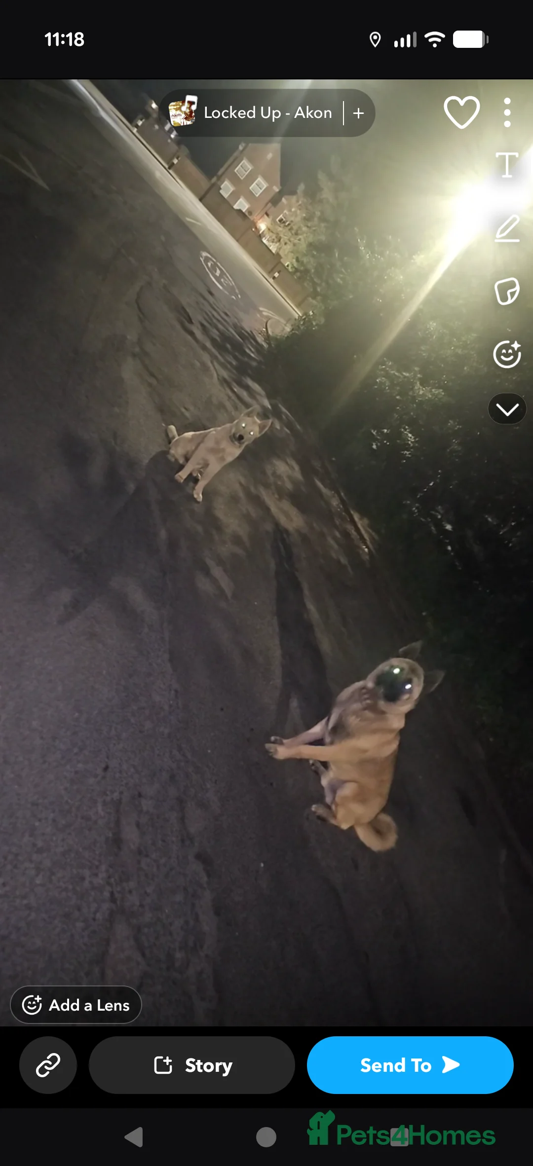 Mixed Breed dogs for sale: Akita mix - Advert 3