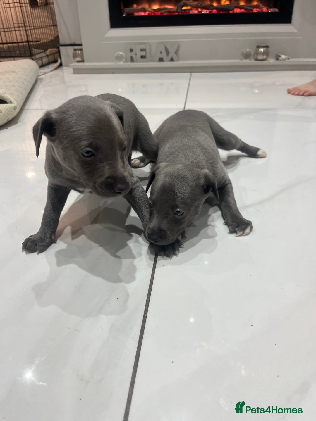Whippet dogs for sale: Two blue whippets  - Advert 2
