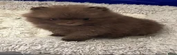 Pomeranian dogs for sale: Pomeranian babies for sale!!! - Advert 8