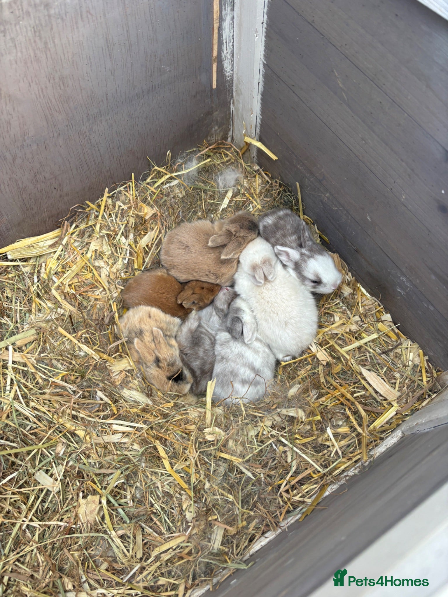 Dwarf Lop rabbits Netherland dwarf x Mini Lop bunnies - Advert 12