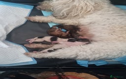 Maltipoo dogs for sale: Maltipoo 1 sable boy left - Image 13