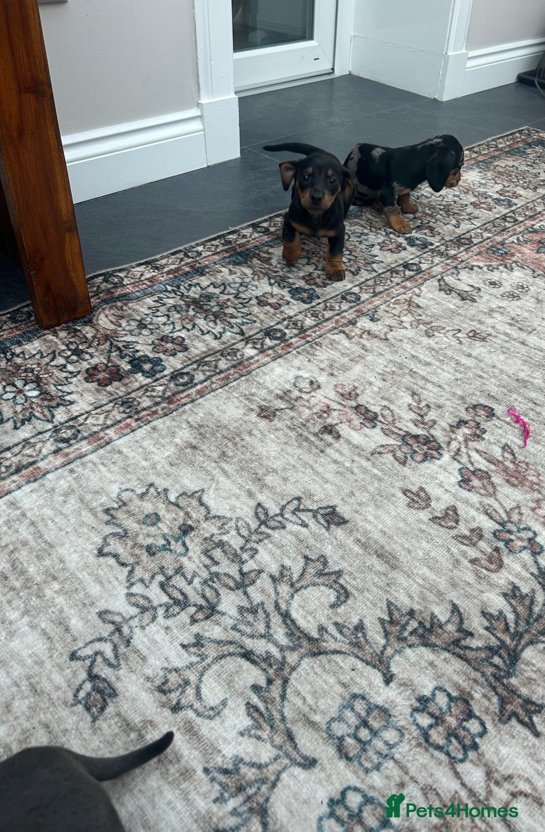 Miniature Dachshund dogs for sale: Miniature dachshund puppy’s  - Advert 3