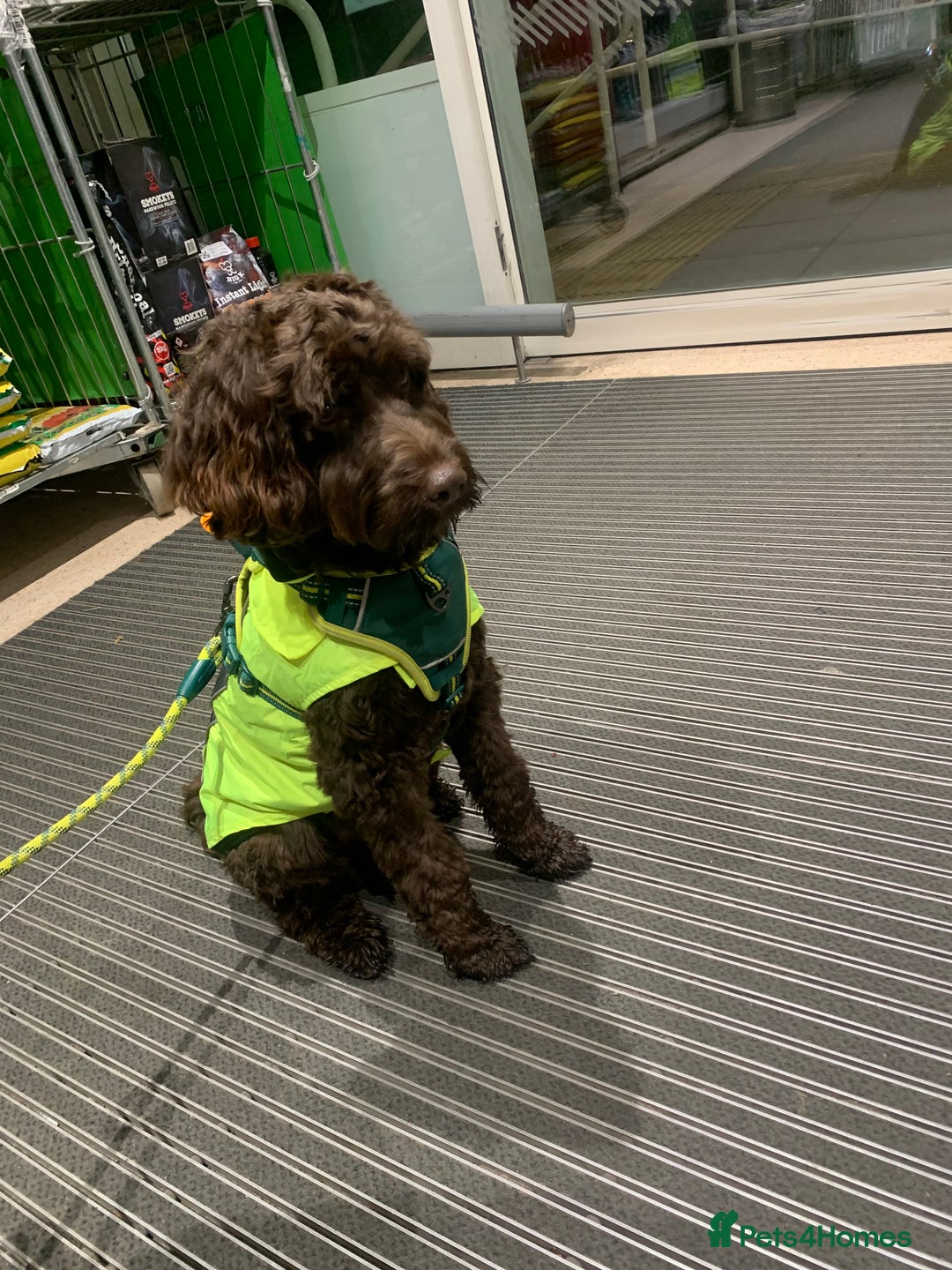 Cockapoo dogs for sale: 1 year old male cockapoo  - Advert 25