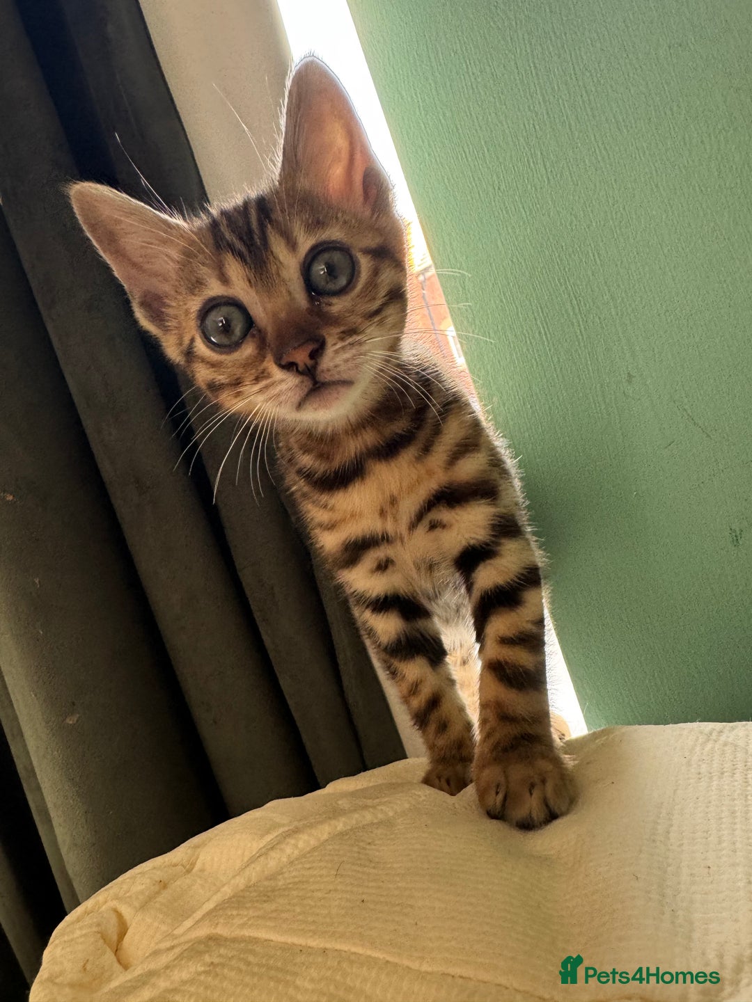 Bengal cats for sale: REDUCEDAbsolutely stunning Bengal Kittens READY in Hook - Image 3