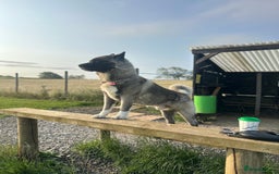 Akita dogs for sale: 4 year old Akita  - Image 2